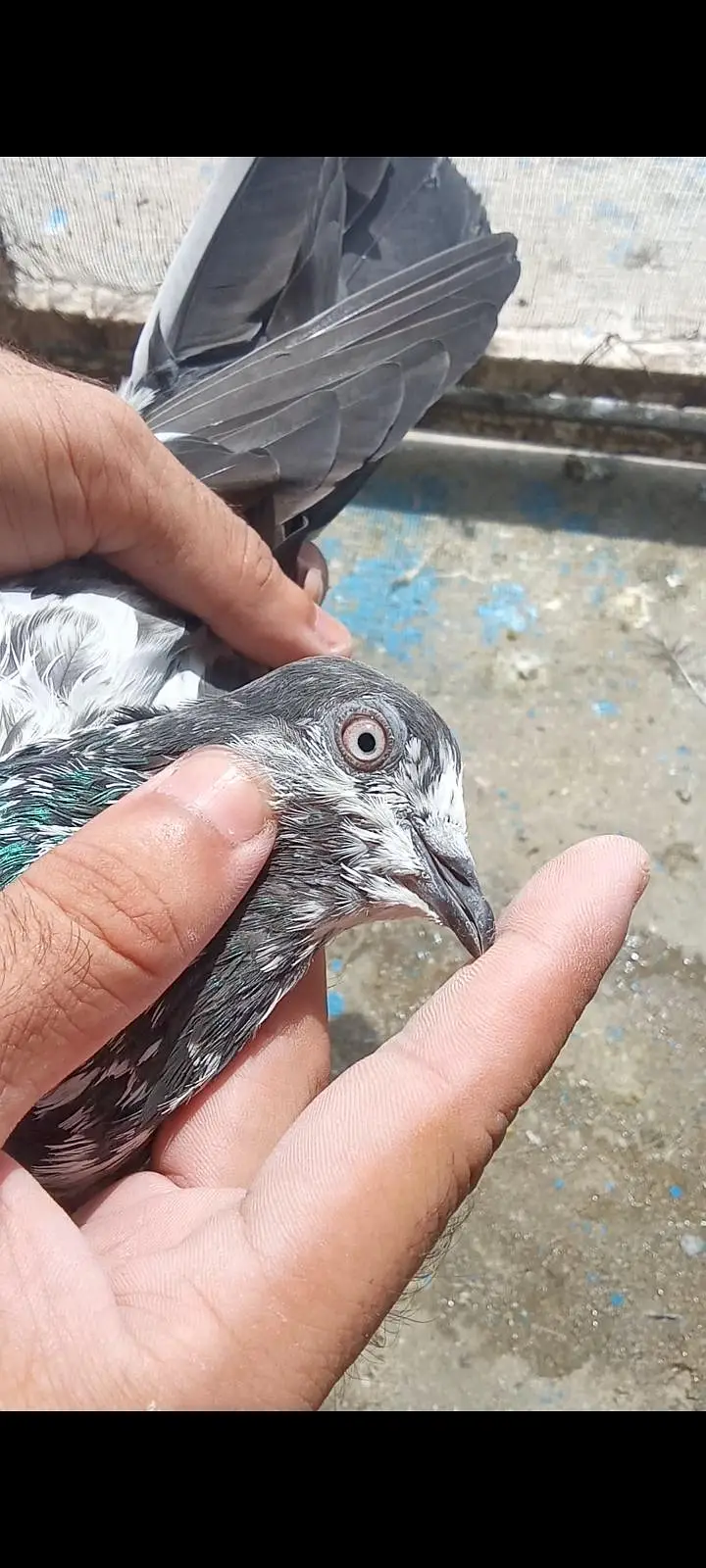 ferozepuri, teddy,sialkoti, pigeon for sale — photo 4
