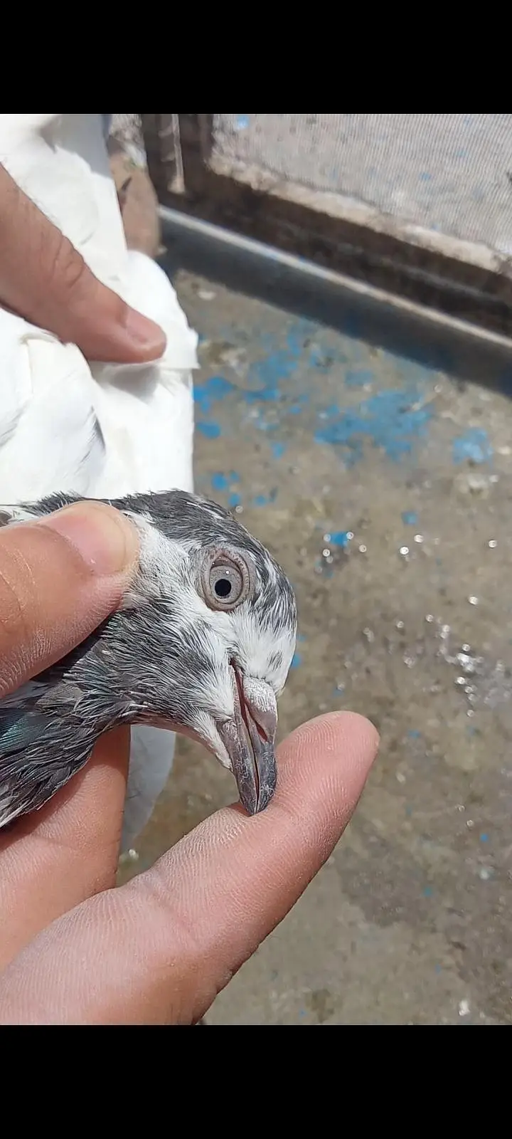 ferozepuri, teddy,sialkoti, pigeon for sale — photo 5