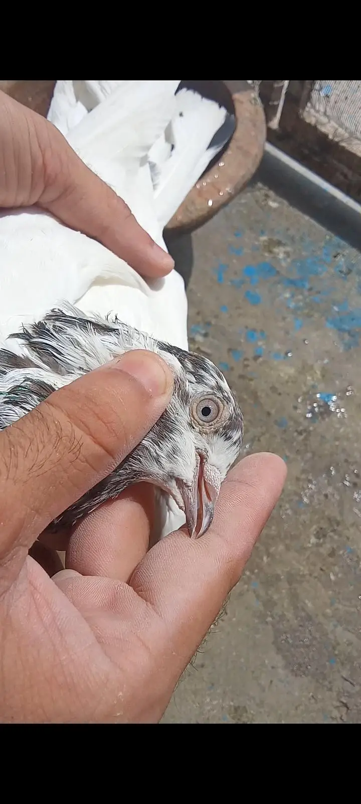 ferozepuri, teddy,sialkoti, pigeon for sale — photo 6