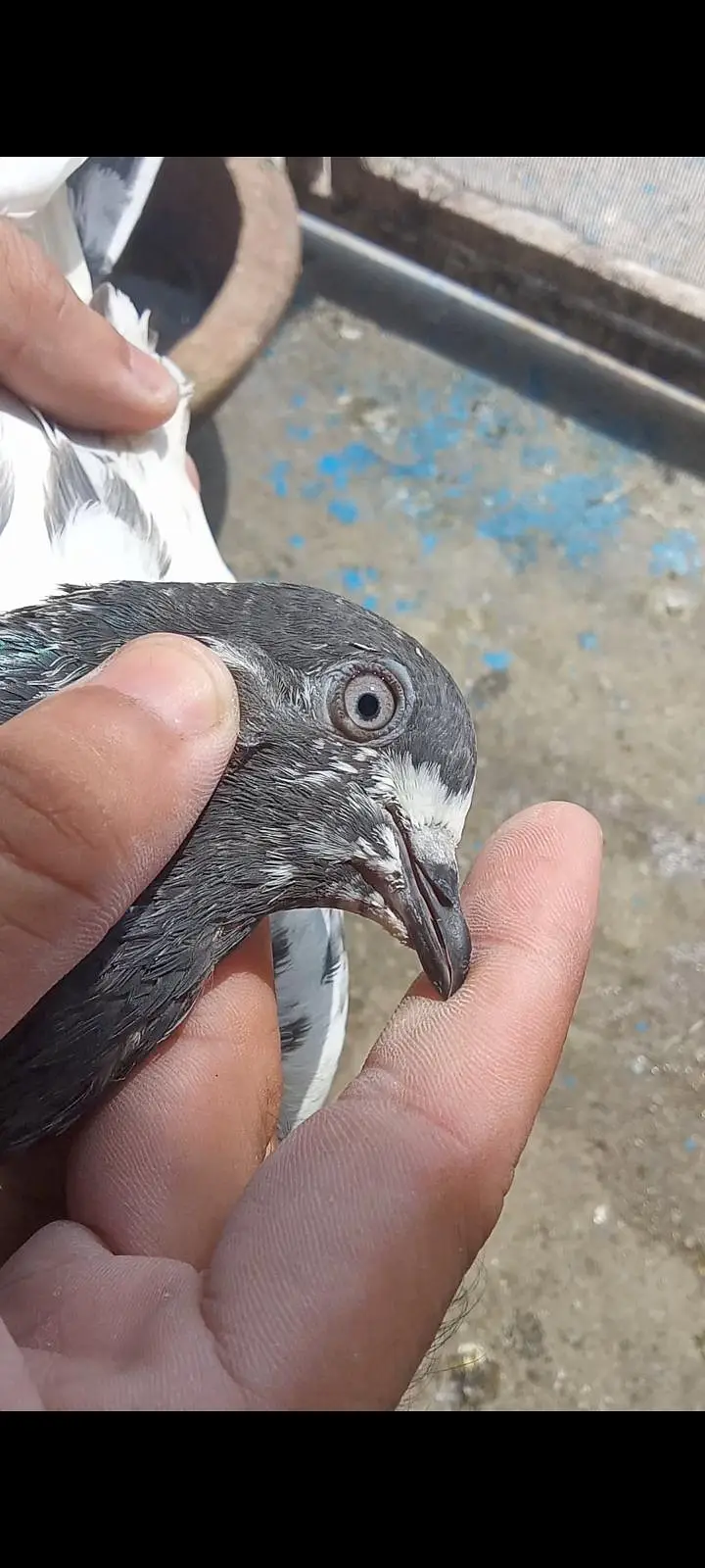 ferozepuri, teddy,sialkoti, pigeon for sale — photo 7