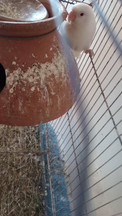 Male Albino female black eyes