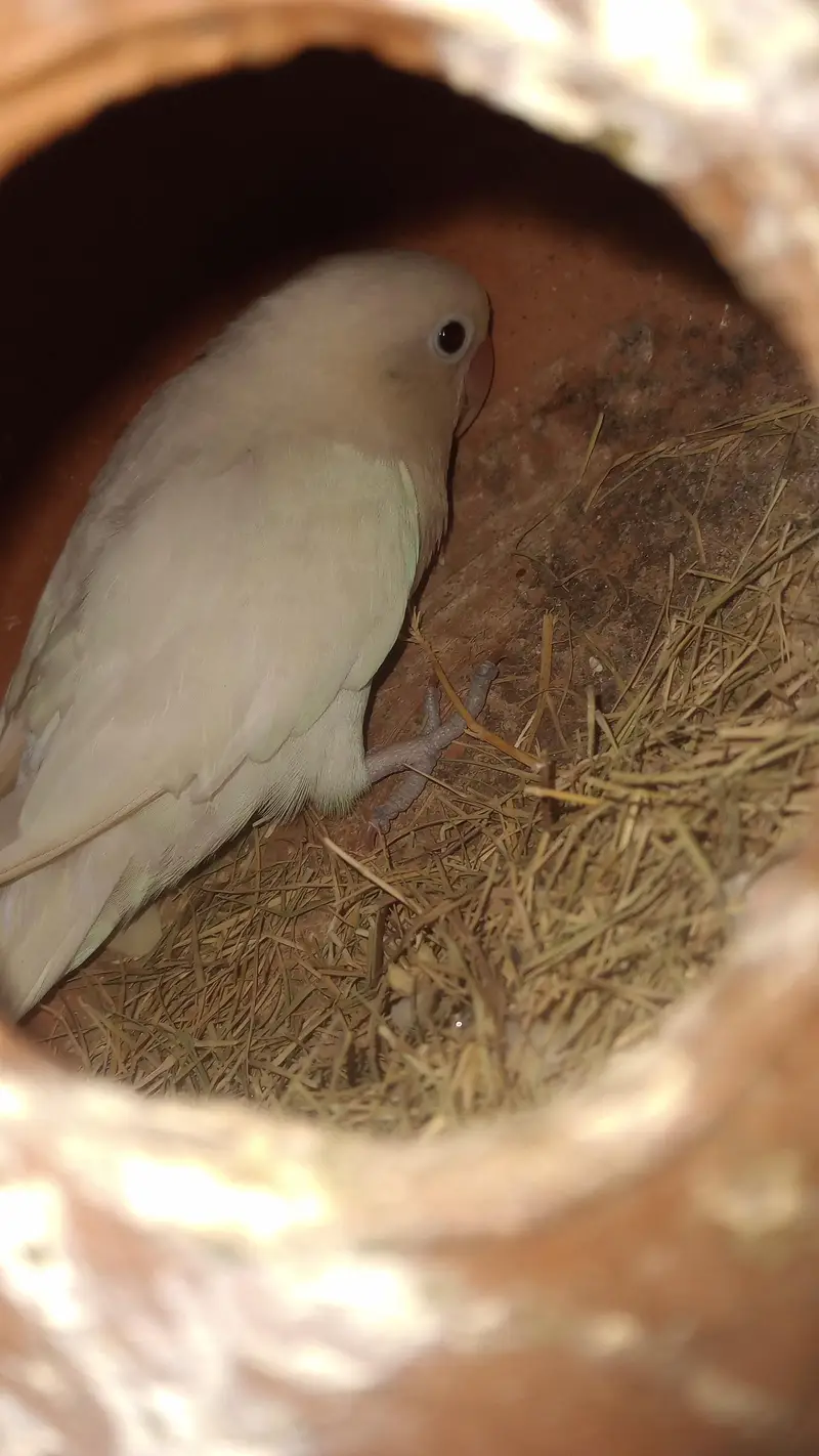 Male Albino female black eyes — photo 2