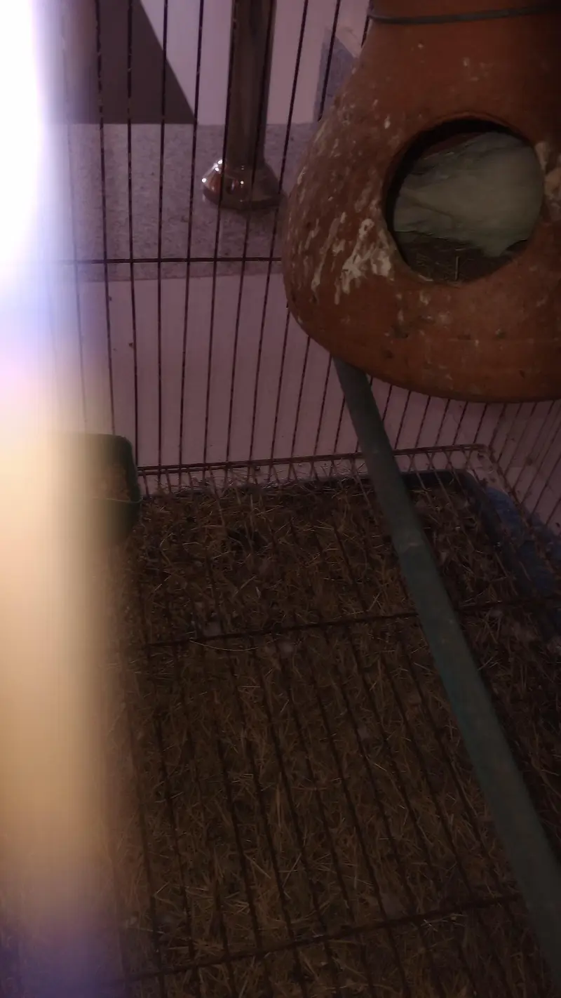 Male Albino female black eyes — photo 3
