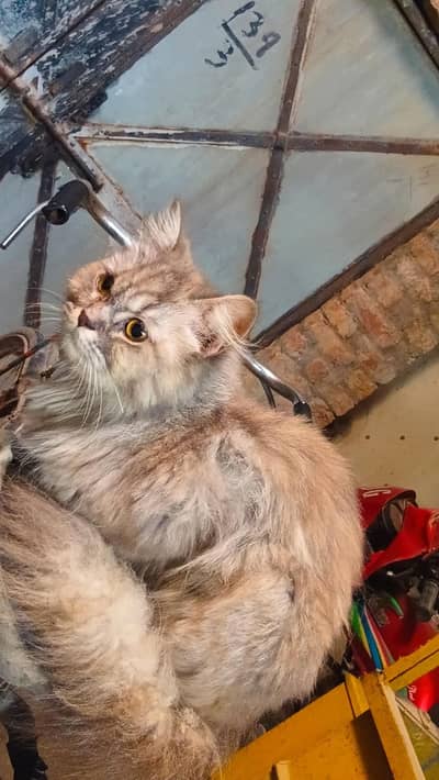 Persian Cat with 4 babies.