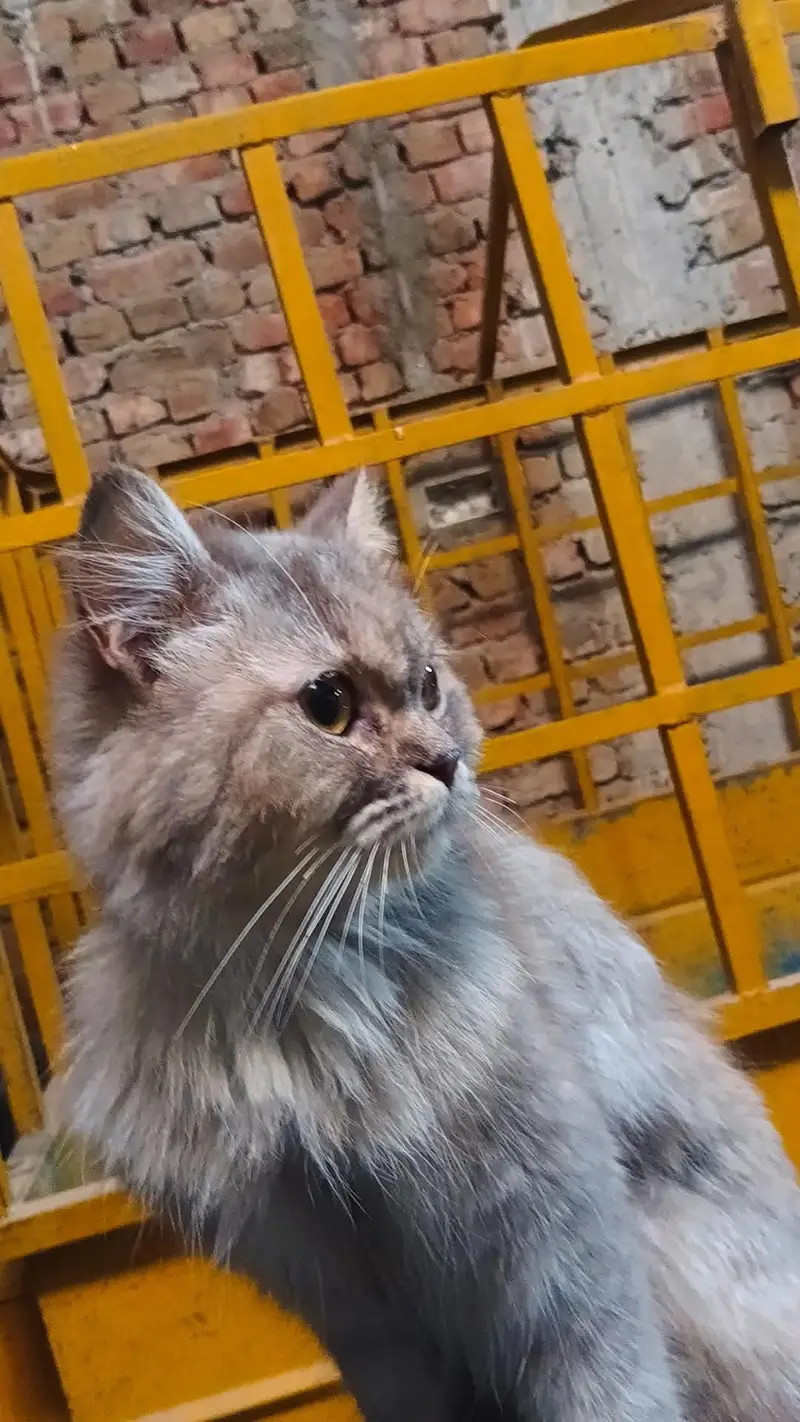 Persian Cat with 4 babies. — photo 3