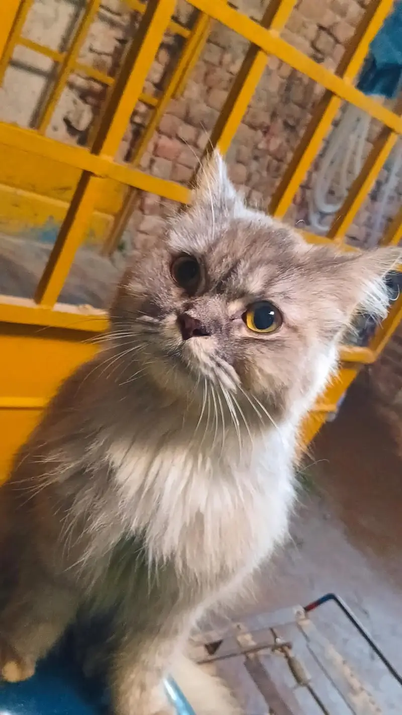 Persian Cat with 4 babies. — photo 4