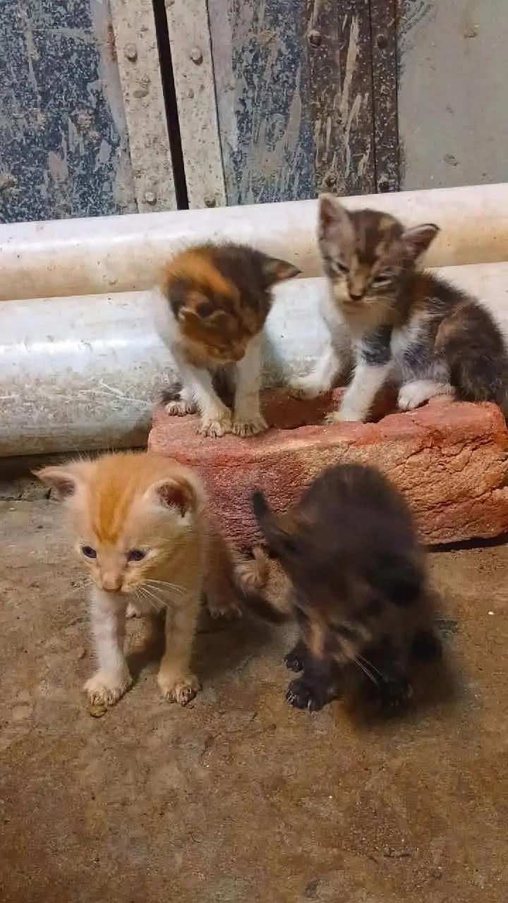 Persian Cat with 4 babies. — photo 5