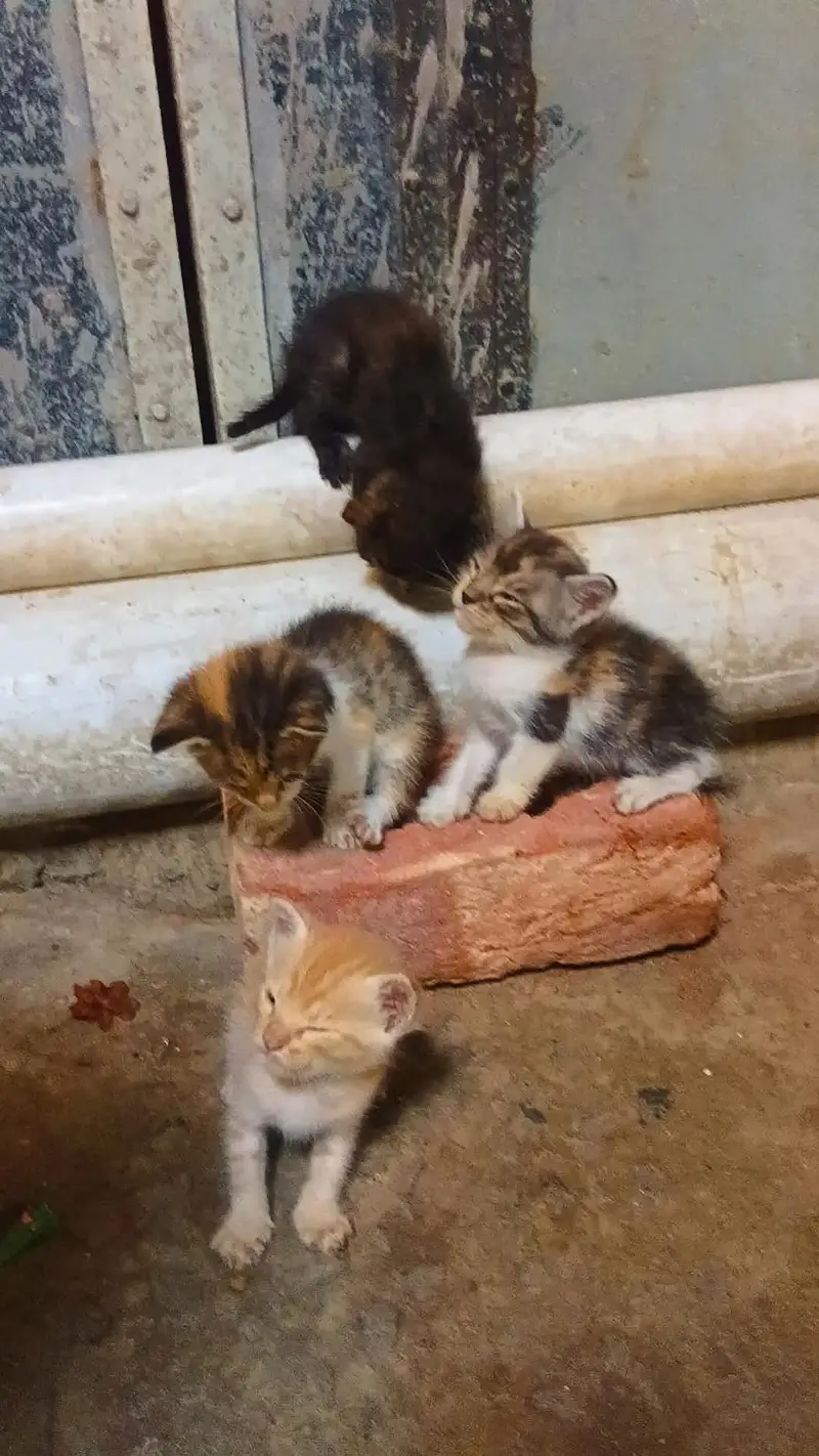 Persian Cat with 4 babies. — photo 6