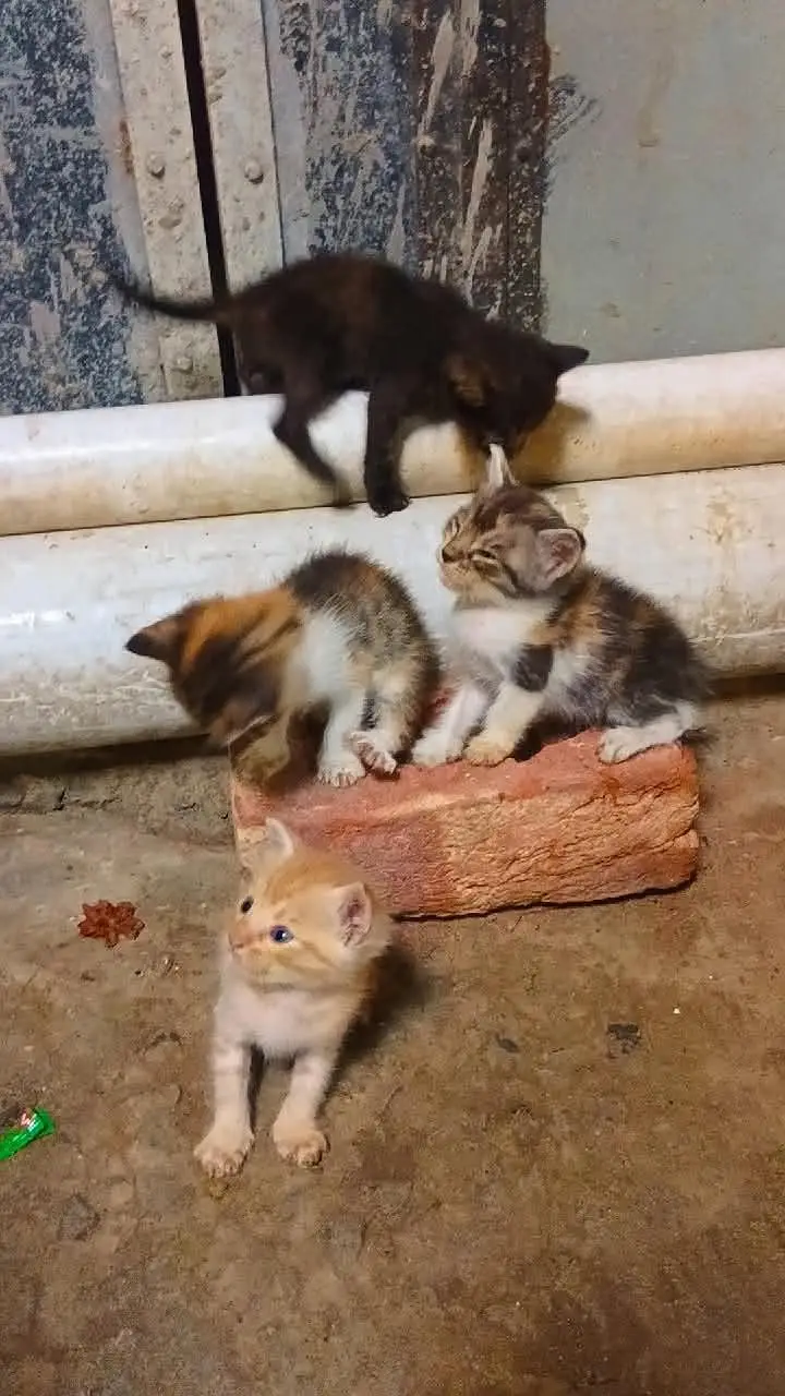 Persian Cat with 4 babies. — photo 7