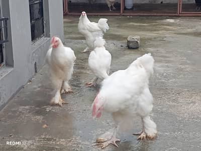White Heavy Cochin