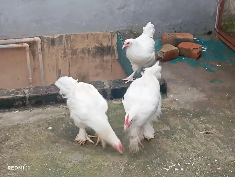 White Heavy Cochin — photo 4