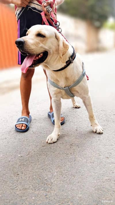 labradog