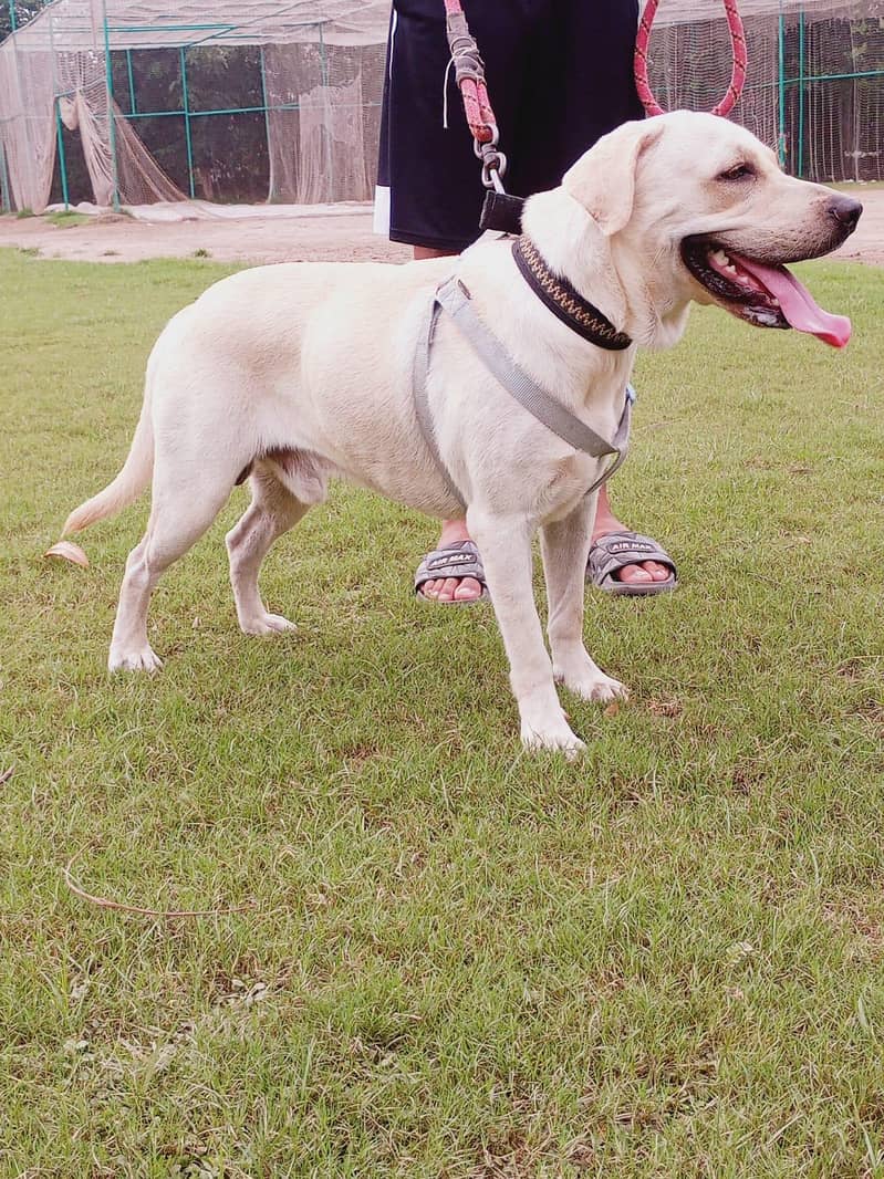 labradog 5