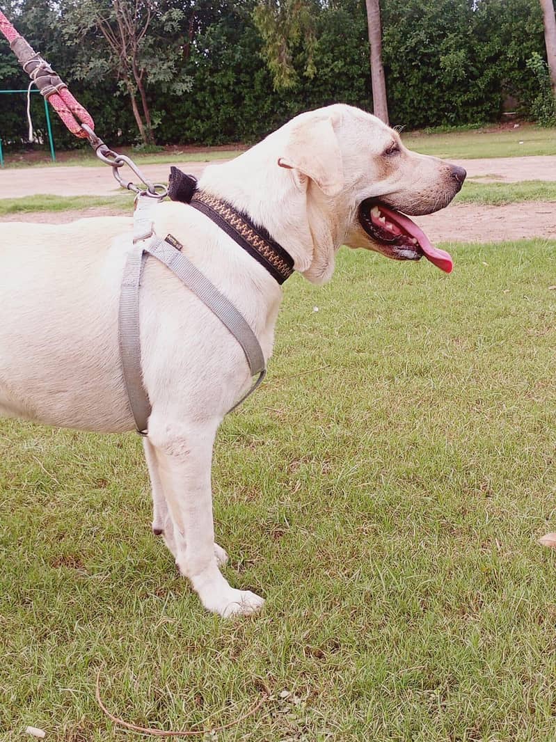 labradog 6