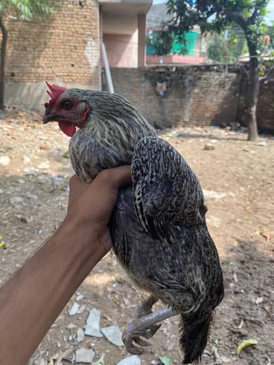 misri murgi ando wali for sale