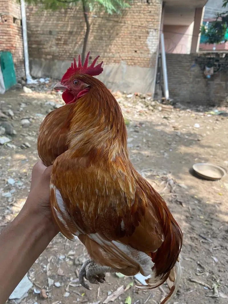 misri murgi ando wali for sale — photo 2