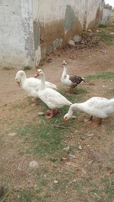two pairs of healthy ducks for sale