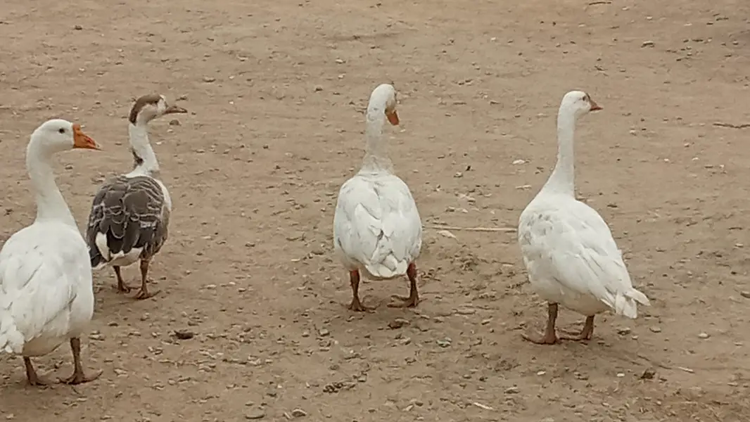 two pairs of healthy ducks for sale — photo 2