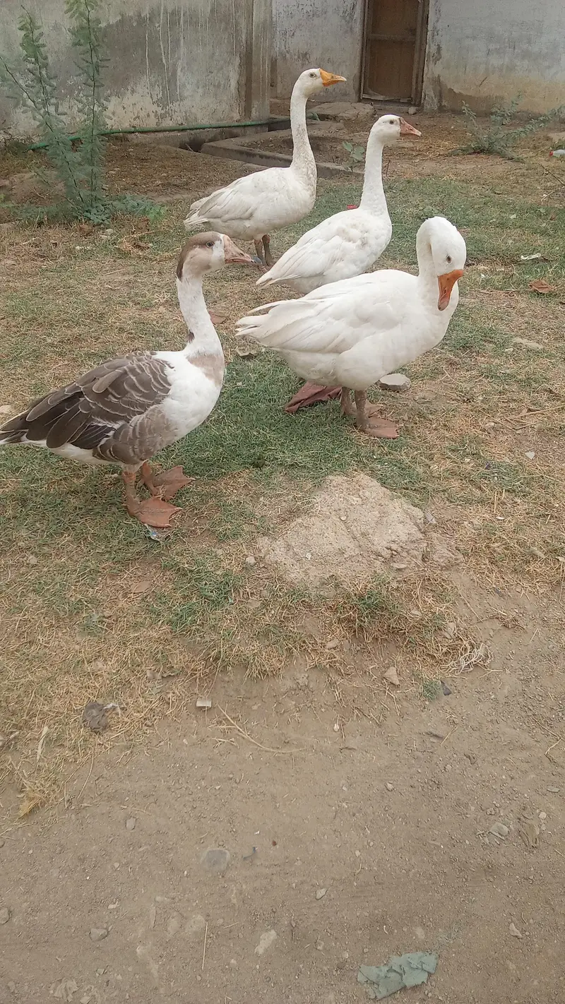 two pairs of healthy ducks for sale — photo 3