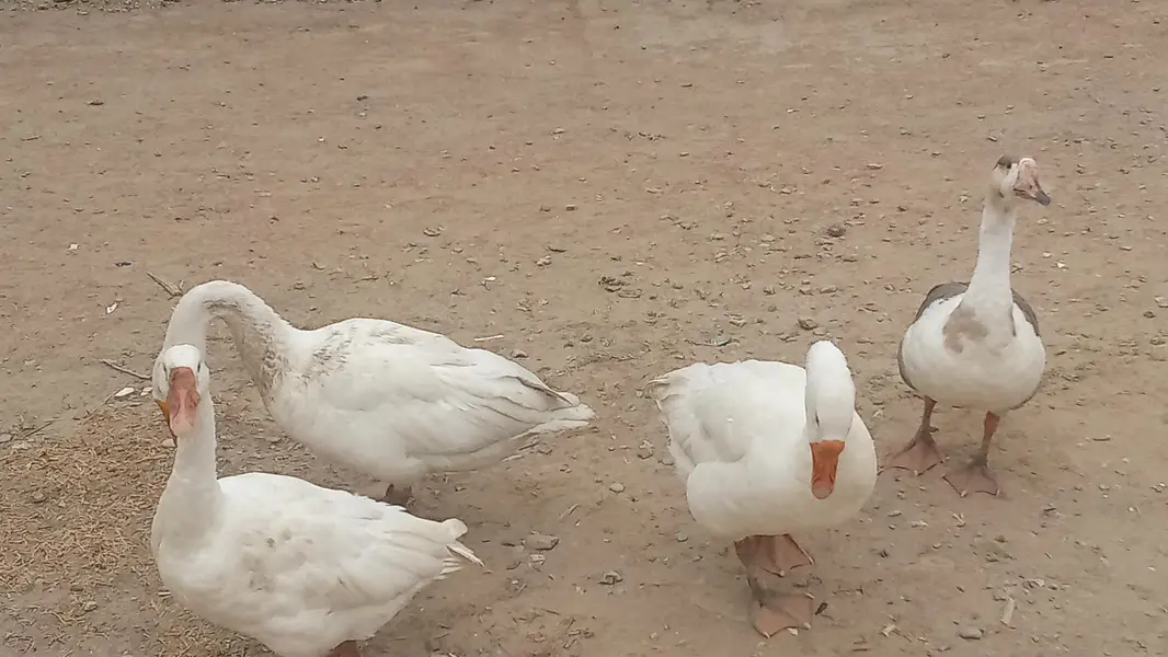 two pairs of healthy ducks for sale — photo 4