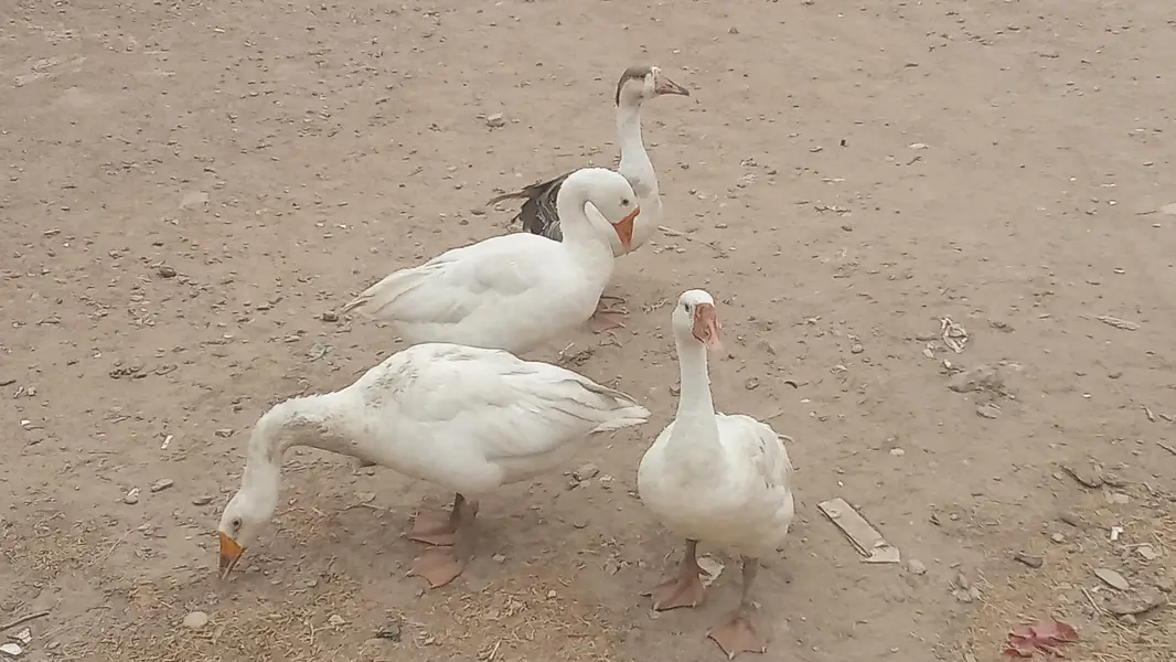 two pairs of healthy ducks for sale — photo 5