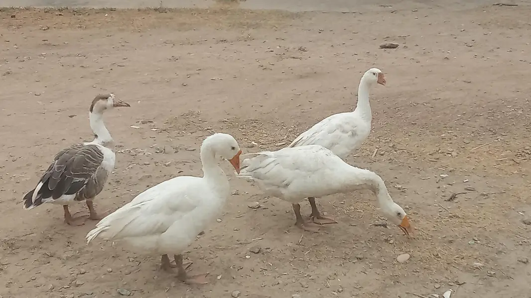 two pairs of healthy ducks for sale — photo 6