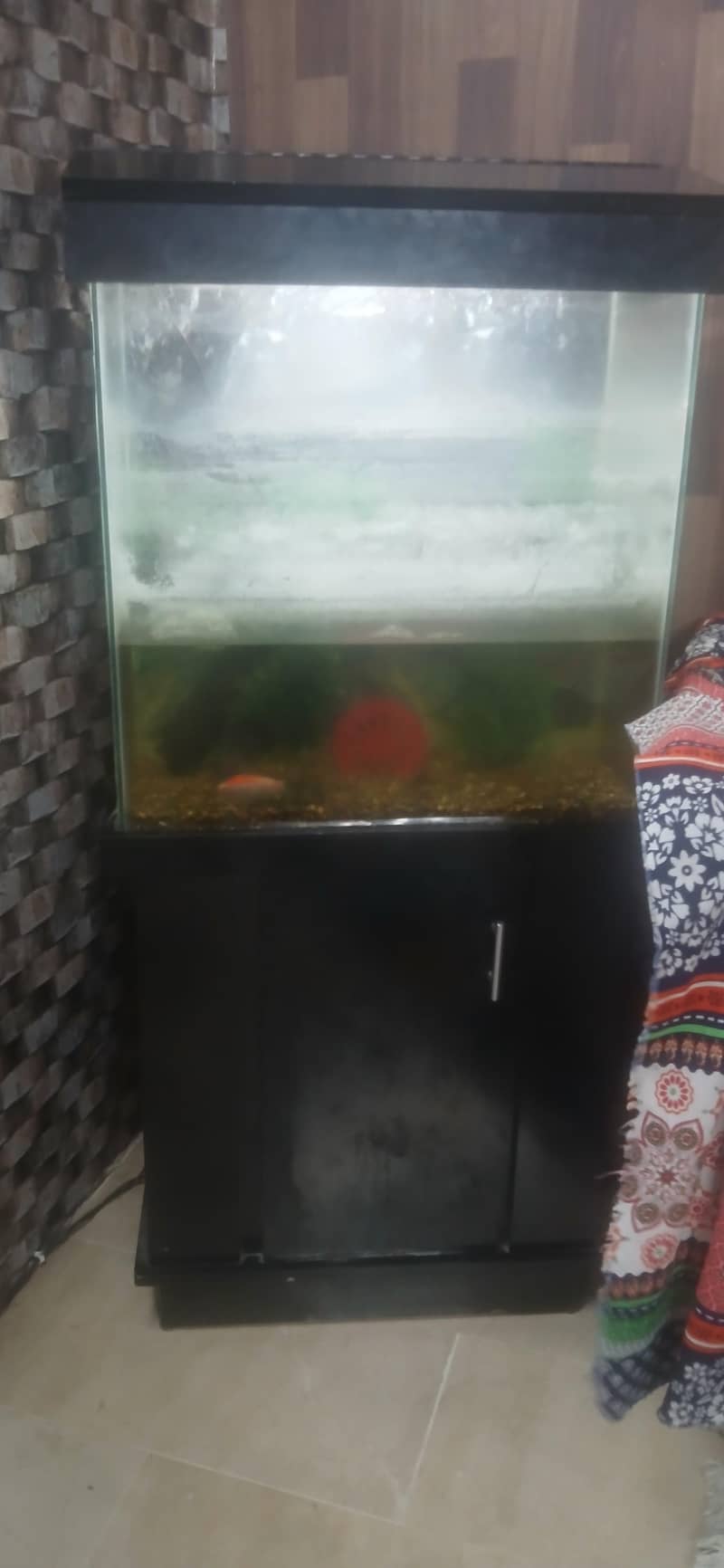 aquarium 1