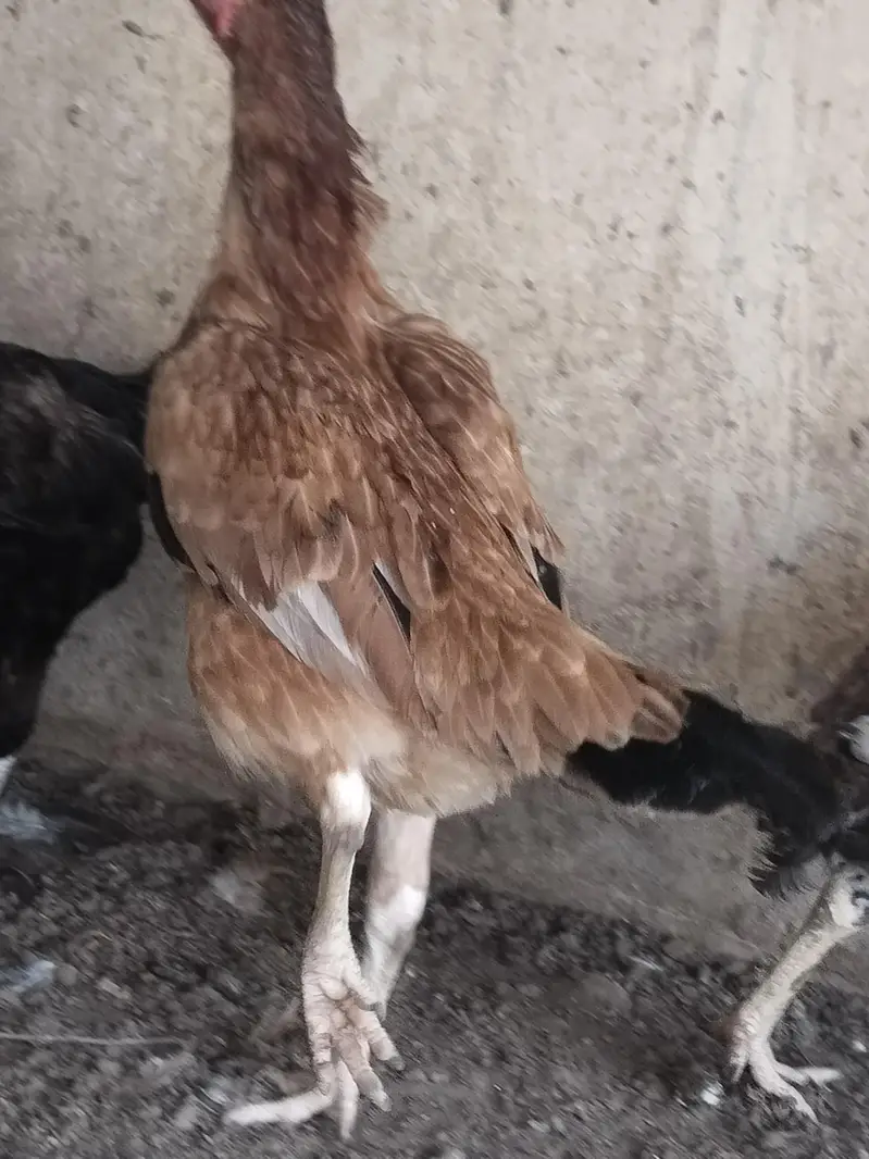 aseel murgi — photo 2