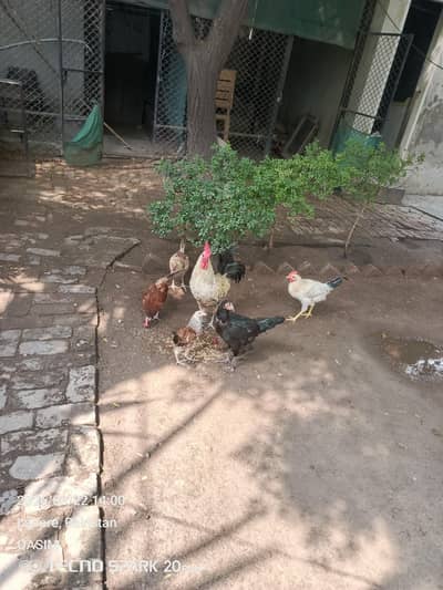 ghar ki murgia h total sell karni h