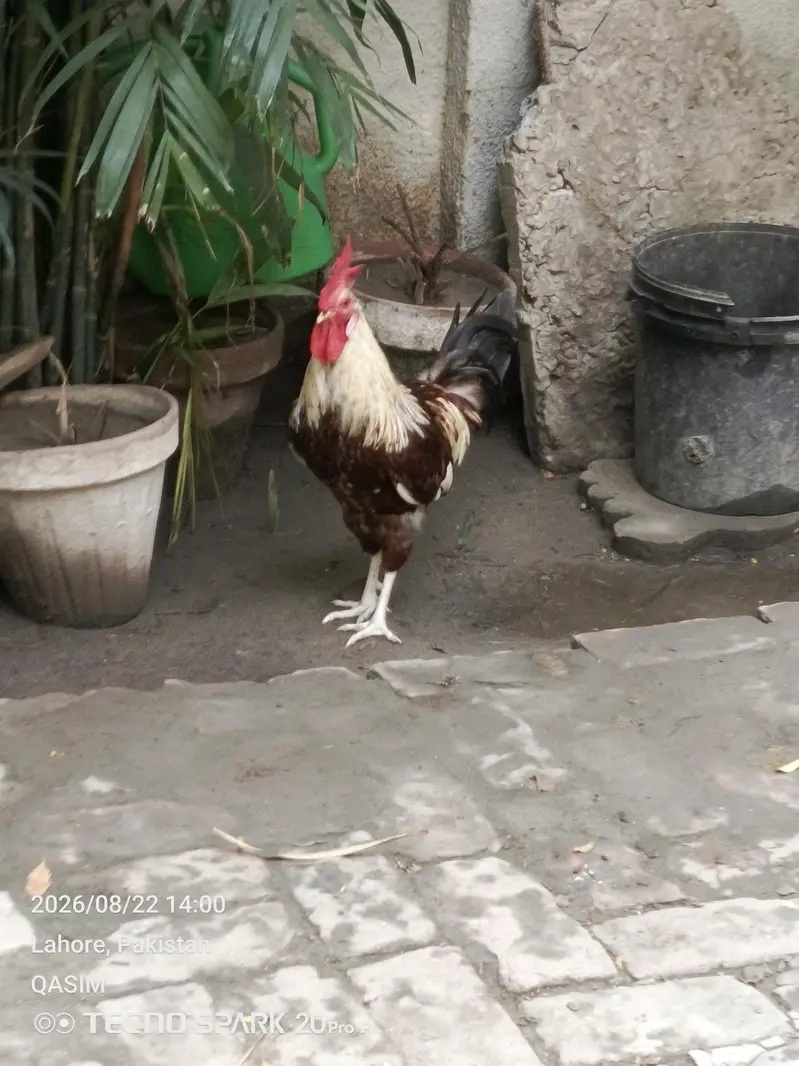ghar ki murgia h total sell karni h — photo 2