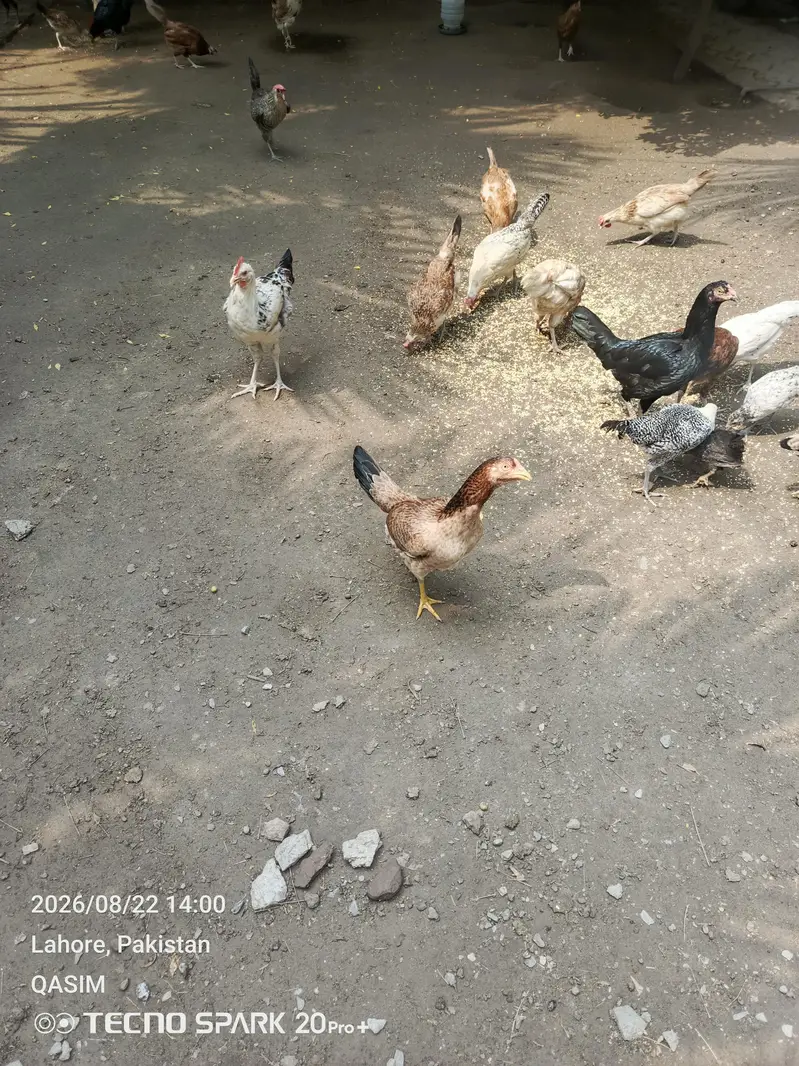 ghar ki murgia h total sell karni h — photo 3
