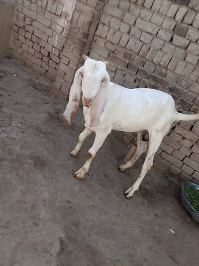 desi Bakra for Sale Mashallah Call 03490704921