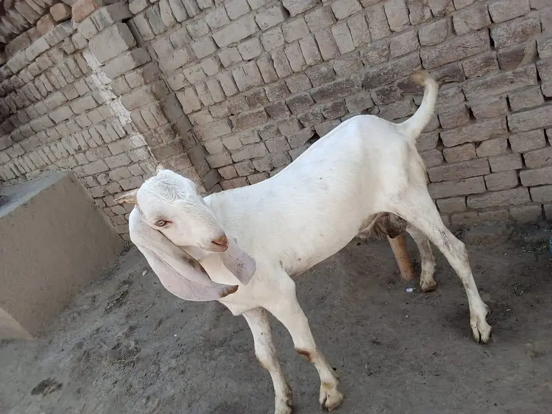 desi Bakra for Sale Mashallah Call 03490704921 — photo 2