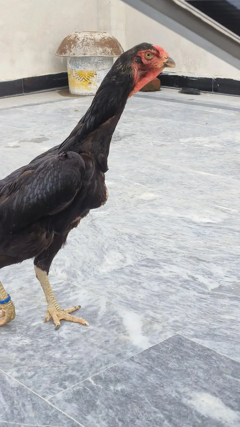 eggs laying shamoo female breader murgi — photo 4