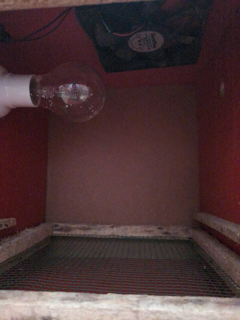 Incubator -(Egg hatching) 1