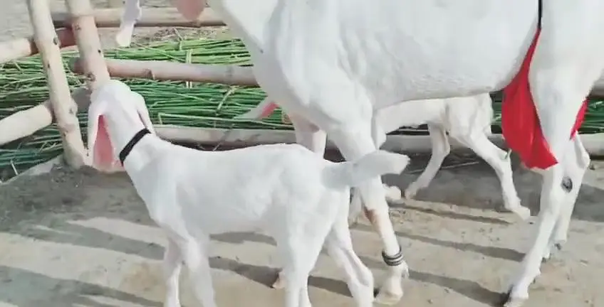 2 bacchon wali bakri for sale call me+03253270474 — photo 2