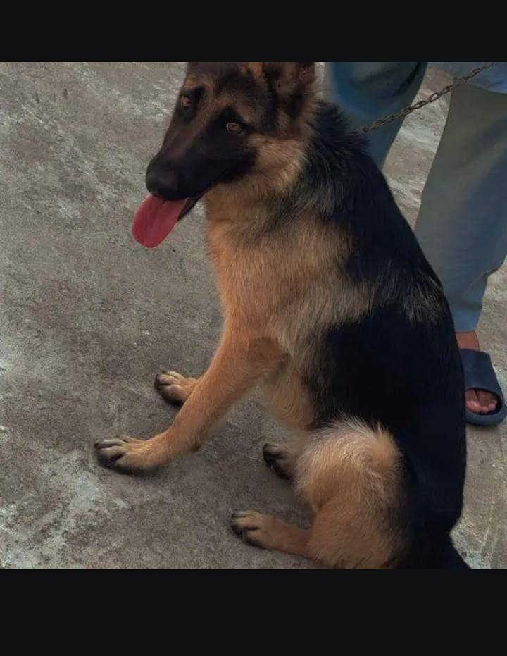 germen shepherd 1