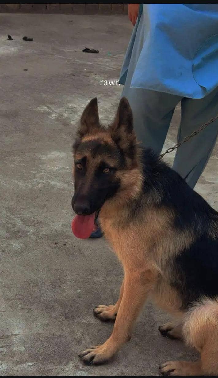 germen shepherd 2
