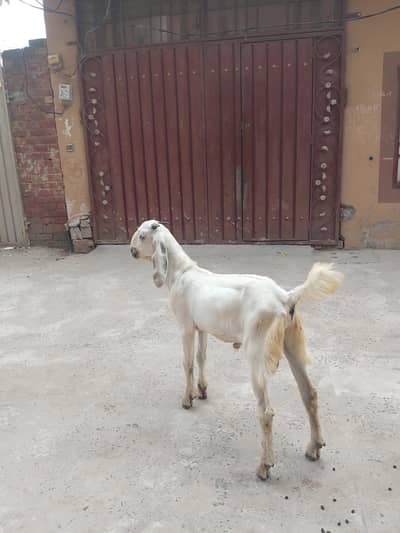 desi bkra for sale healthy active 4 month