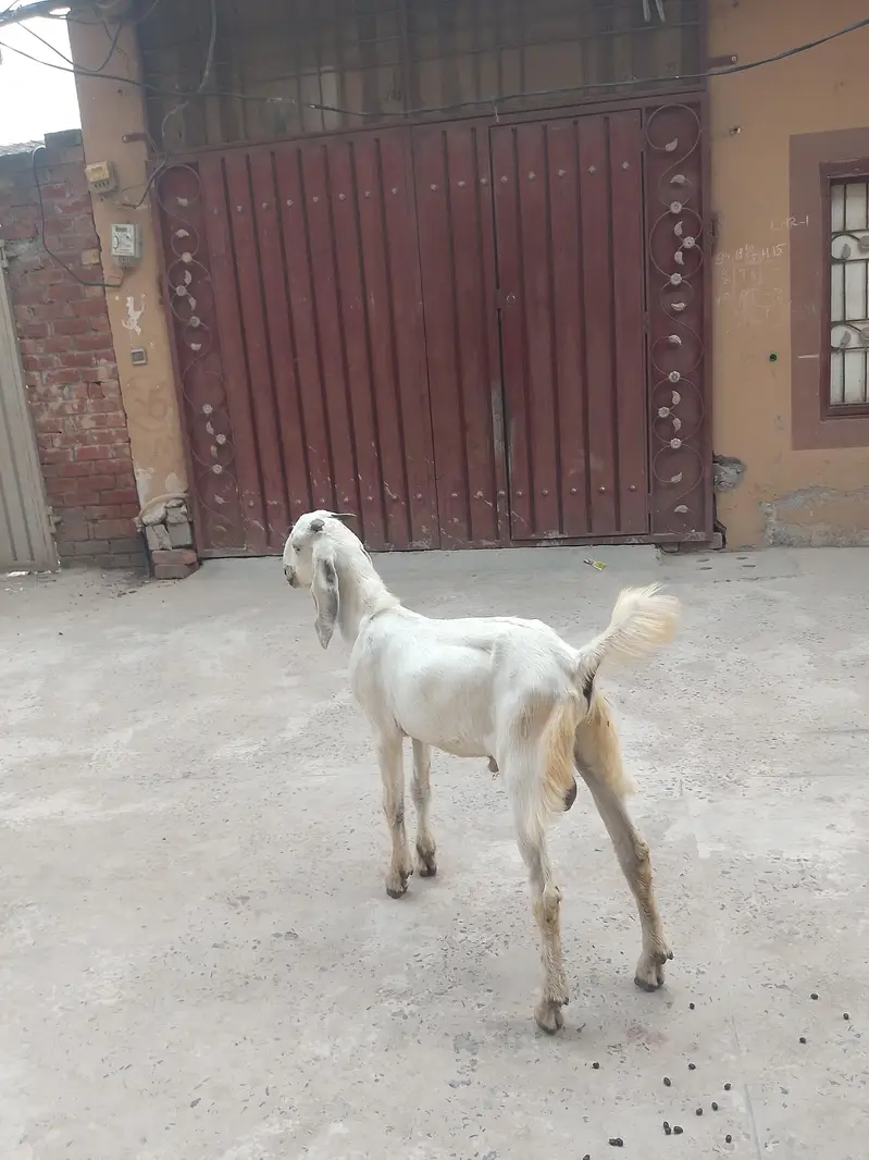 desi bkra for sale healthy active 4 month — photo 2
