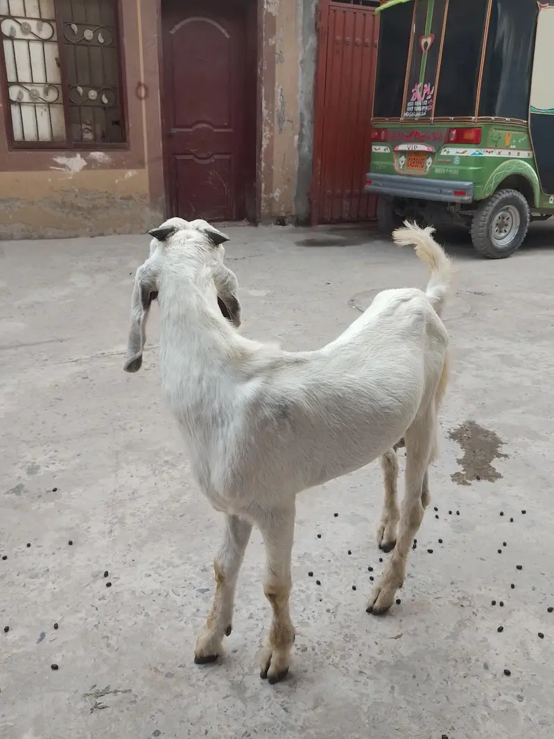 desi bkra for sale healthy active 4 month — photo 3
