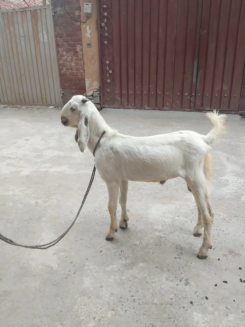 desi bkra for sale healthy active 4 month — photo 4