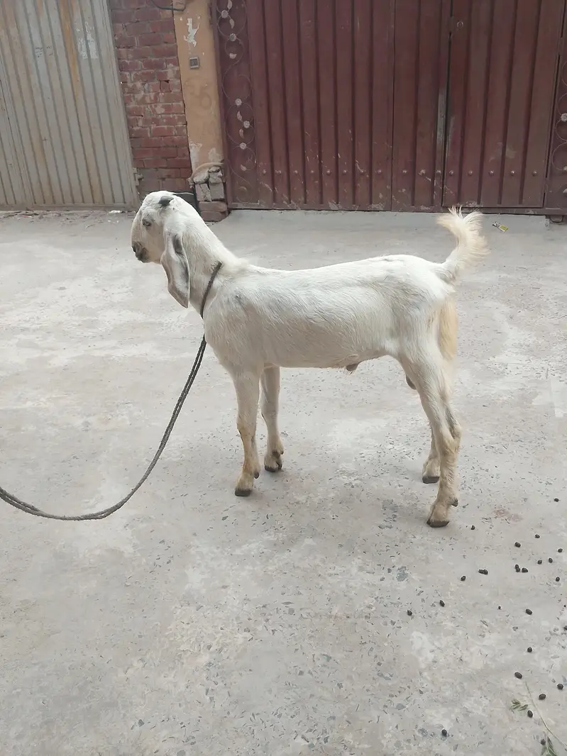 desi bkra for sale healthy active 4 month — photo 5