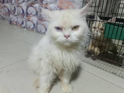 Beautiful White Female Persian Cat – Odd Eyes