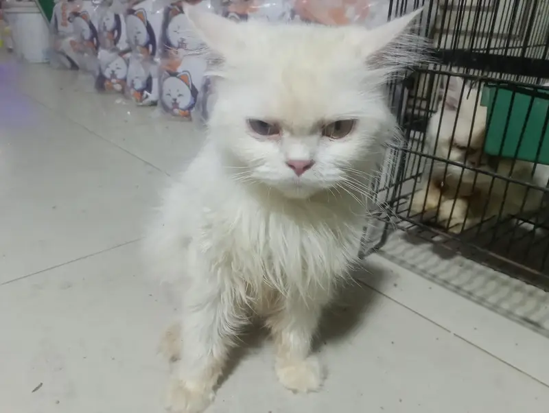 Beautiful White Female Persian Cat – Odd Eyes — photo 2