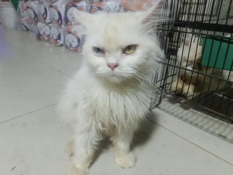 Beautiful White Female Persian Cat – Odd Eyes — photo 3