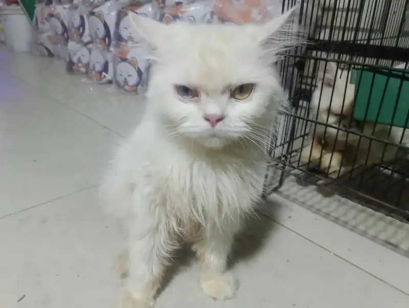 Beautiful White Female Persian Cat – Odd Eyes — photo 4