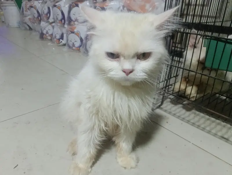 Beautiful White Female Persian Cat – Odd Eyes — photo 5