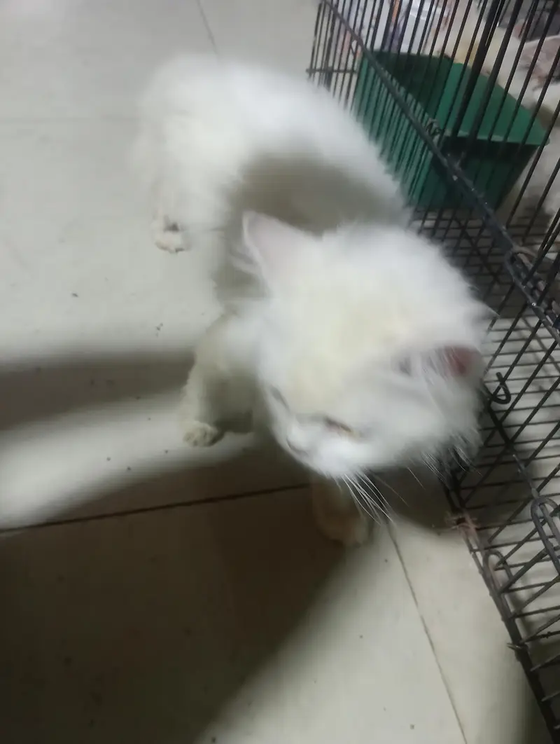 Beautiful White Female Persian Cat – Odd Eyes — photo 7