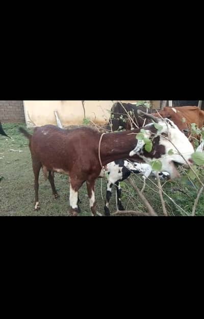 tiddi/nachi cross goat 0311. . . 509. . . . 4836 Whatsapp